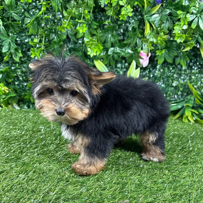 Male Yorkie puppy named Nemo for sale at Puppy Dreams - Katy.
