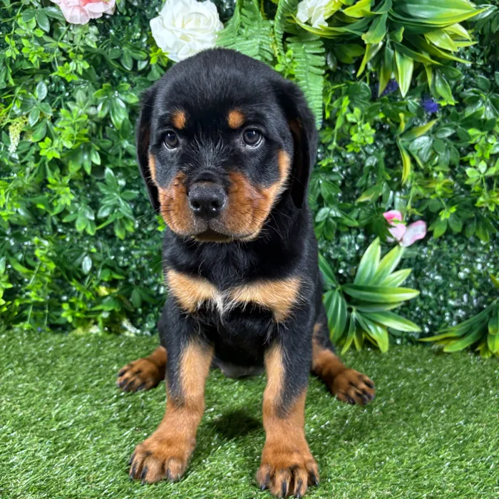 Female Rottweiler puppy named Kona for sale at Puppy Dreams - Katy.