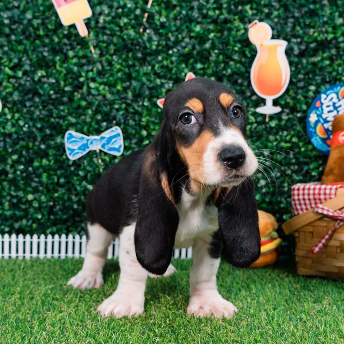 Female Basset Hound puppy named Dolly for sale at Puppy Dreams - Missouri City.