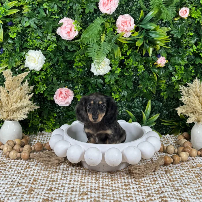 Female Dachshund puppy named Selah for sale at Puppy Dreams - Katy.