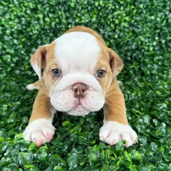 car_main_img_/media/ap_media/pets/HLWLCMEQQTXK126431.webp.250x250_q85.webp