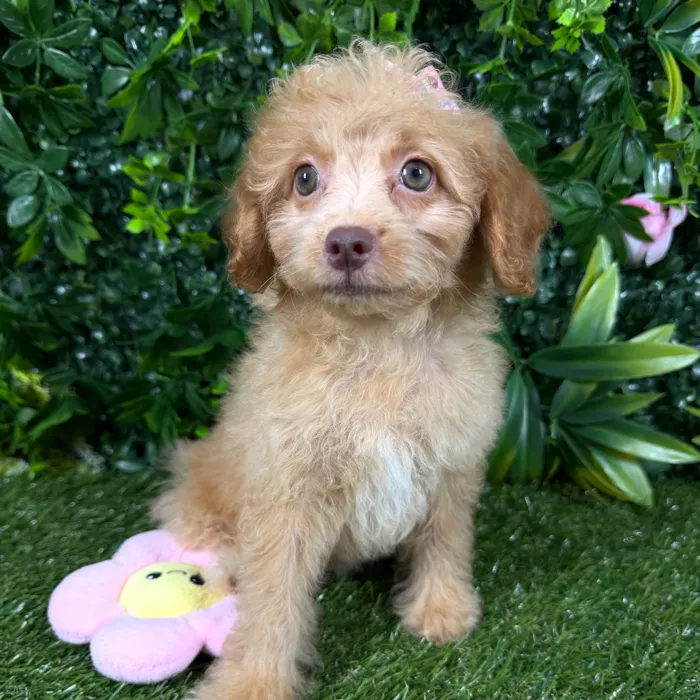 Female Havapoo puppy named Bali for sale at Puppy Dreams - Katy.