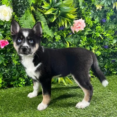 Female Alaskan Klee Kai puppy named Kiki for sale at Puppy Dreams - Katy.