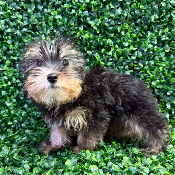 Male Yorkie puppy named Cheerio for sale at Puppy Dreams - Missouri City.
