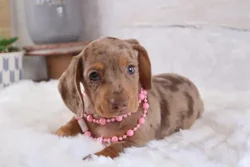 car_main_img_/media/ap_media/pets/HRFSARXQFHZI139615.webp.250x250_q85.webp