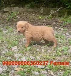 Female Golden Retriever puppy named Butter for sale at Puppy Dreams - Missouri City.