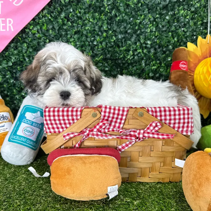 Male Teddy Bear puppy named Cody for sale at Puppy Dreams - Missouri City.
