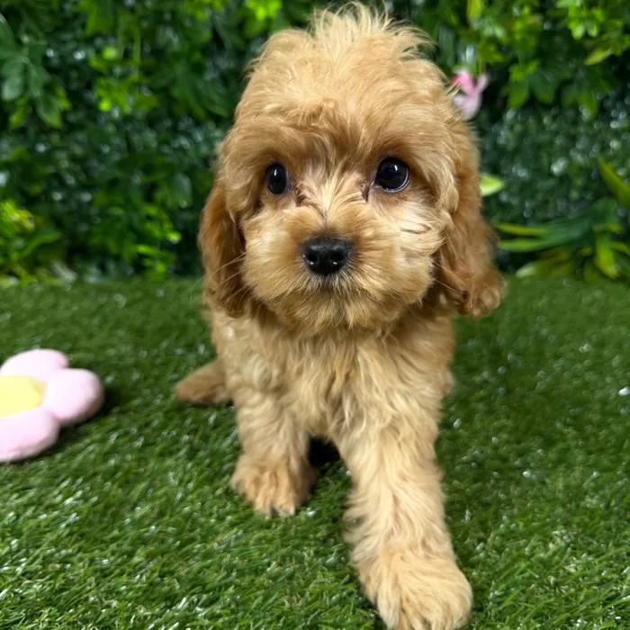 Female Cavapoo puppy named Fiji for sale at Puppy Dreams - Katy.