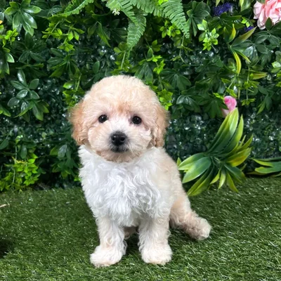 Female Maltipoo puppy named Halo for sale at Puppy Dreams - Katy.