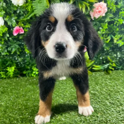 Female Bernese Mountain Dog puppy for sale at Puppy Dreams - Katy.