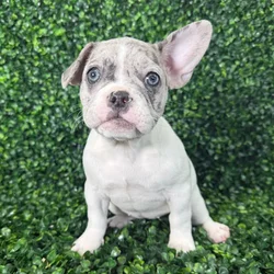 Female French Bulldog puppy named Nugget for sale at Puppy Dreams - Missouri City.