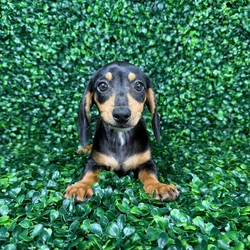 car_main_img_/media/ap_media/pets/HWEAUXEDBVPW140050.webp.250x250_q85.webp