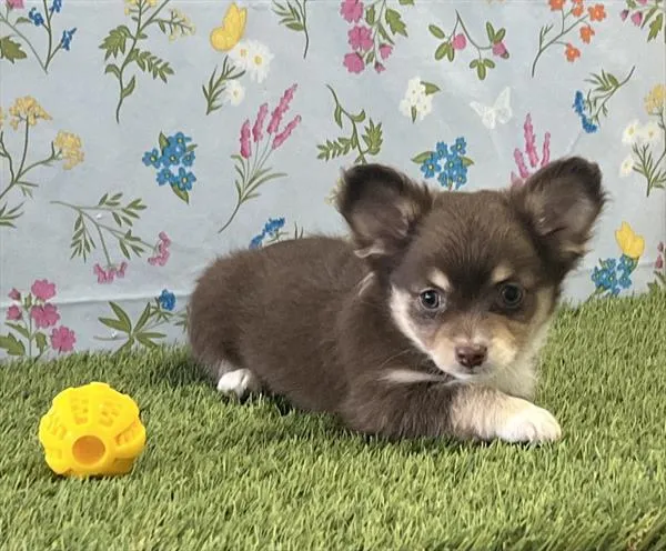 Male Chihuahua puppy for sale at Puppy Dreams - Missouri City.