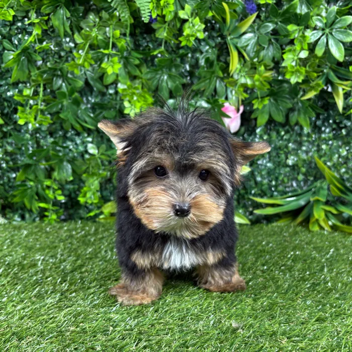 Male Yorkie puppy named Nemo for sale at Puppy Dreams - Katy.