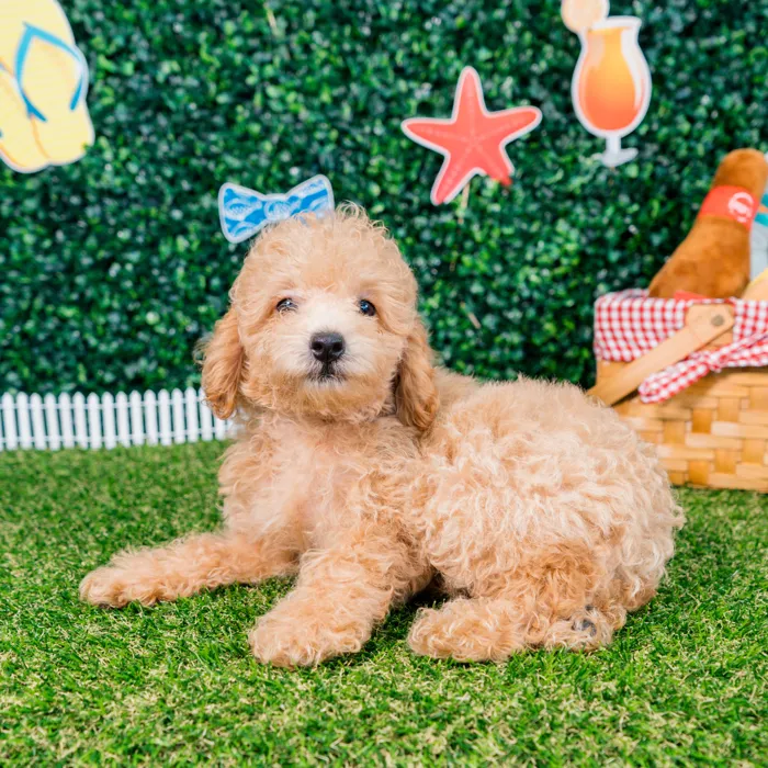 Male Mini Poodle puppy named Lando for sale at Puppy Dreams - Missouri City.