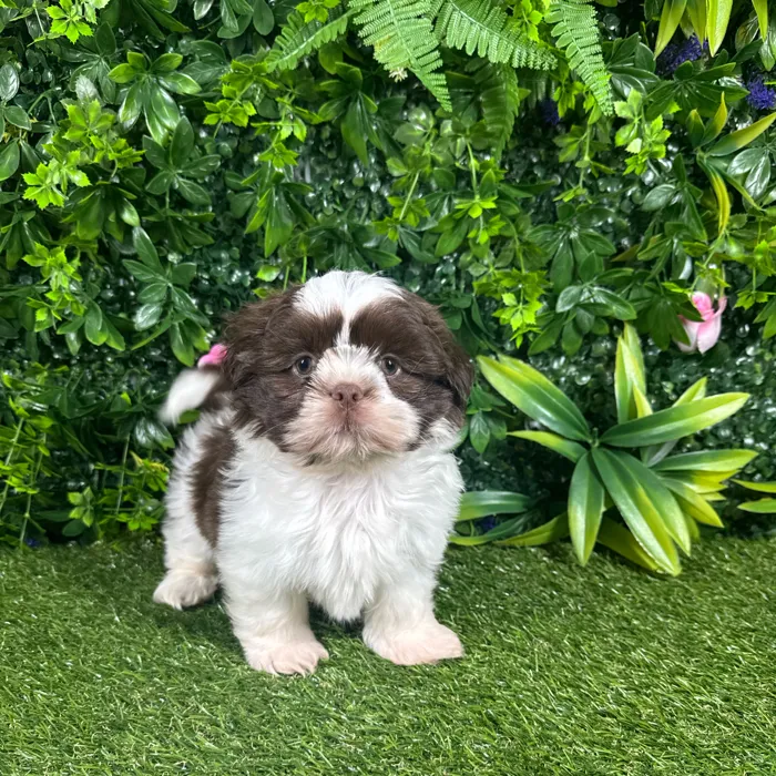Male Shih Tzu puppy named Beaux for sale at Puppy Dreams - Katy.