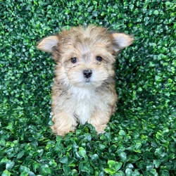 car_main_img_/media/ap_media/pets/HZLDAJKZWWDB135867.webp.250x250_q85.webp