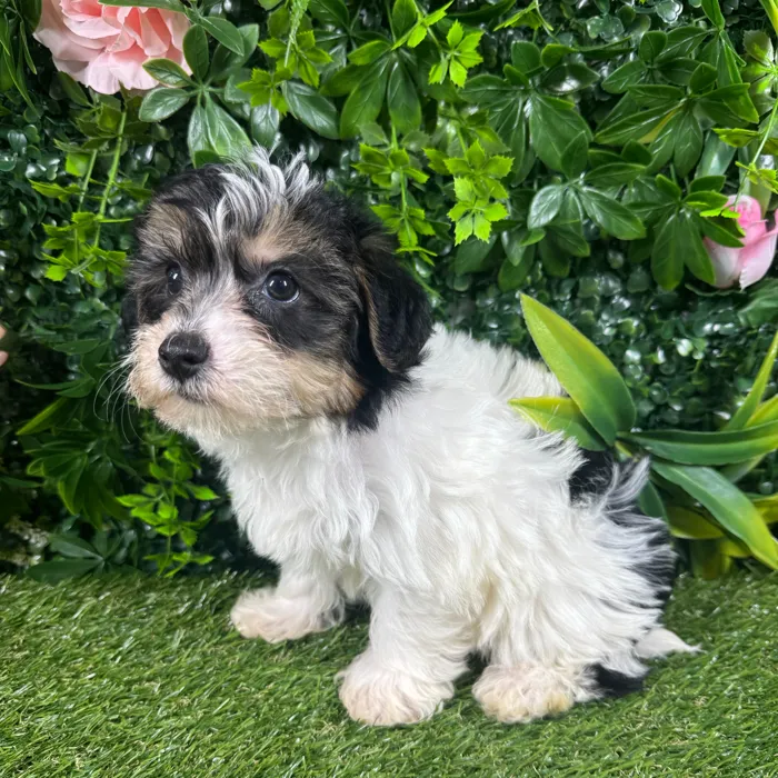 Male Yorkie-Poo puppy named Romeo for sale at Puppy Dreams - Missouri City.