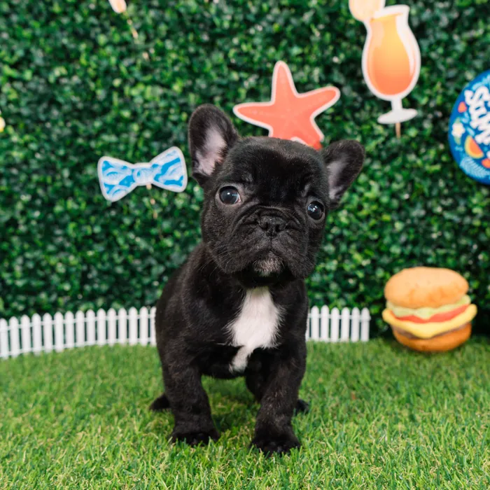 Male French Bulldog puppy named Venom for sale at Puppy Dreams - Missouri City.