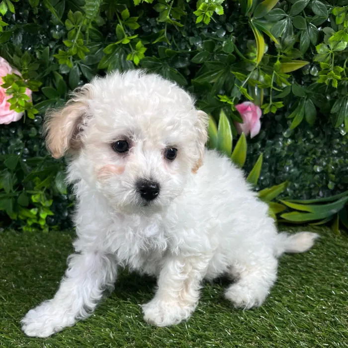 Female Bichon-Poodle puppy named Vega for sale at Puppy Dreams - Katy.
