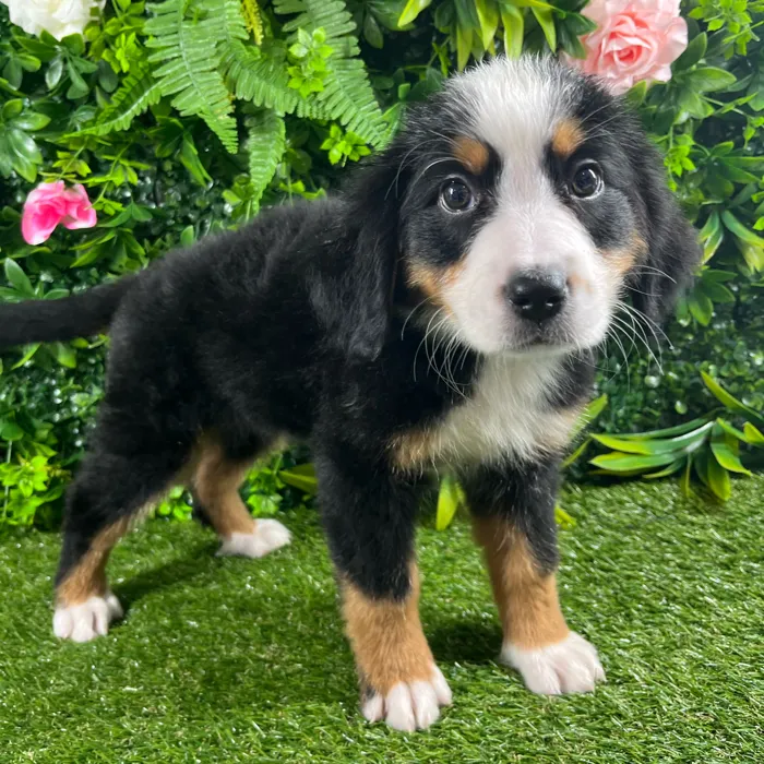 Female Bernese Mountain Dog puppy named Cleo for sale at Puppy Dreams - Katy.