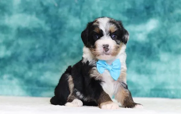Female Bernedoodle Mini puppy for sale at Puppy Dreams - Missouri City.