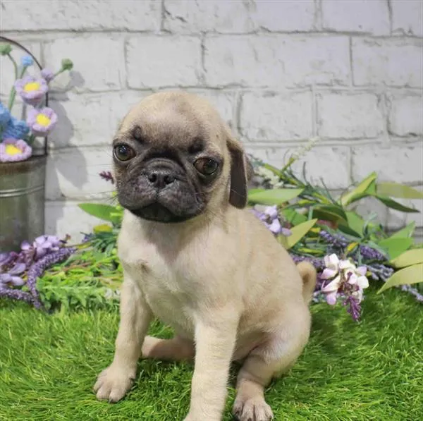 Male Pug puppy for sale at Puppy Dreams - Missouri City.