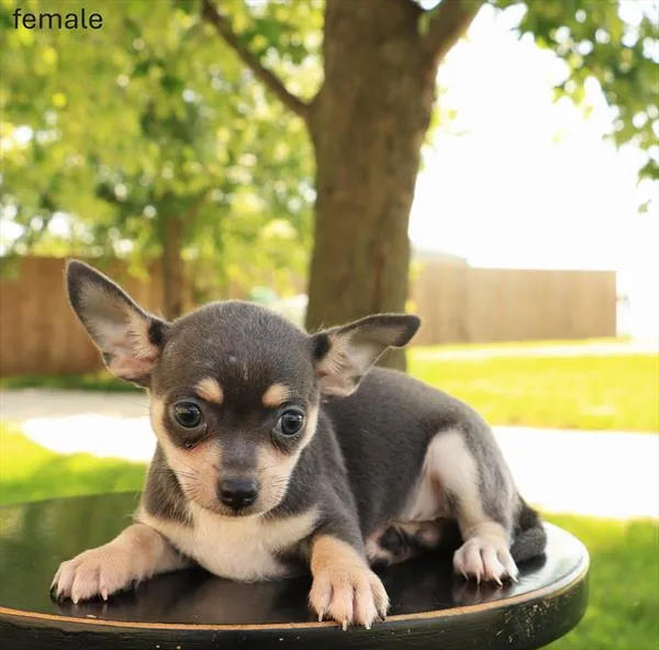 Female Chihuahua puppy for sale at Puppy Dreams - Missouri City.
