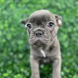 car_main_img_/media/ap_media/pets/IHTFBBQTIAPJ120503.webp.250x250_q85.webp