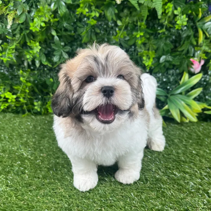 Male Teddy Bear puppy named Dex for sale at Puppy Dreams - Katy.