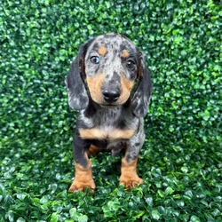 car_main_img_/media/ap_media/pets/IIWTKWOBASSZ141439.webp.250x250_q85.webp