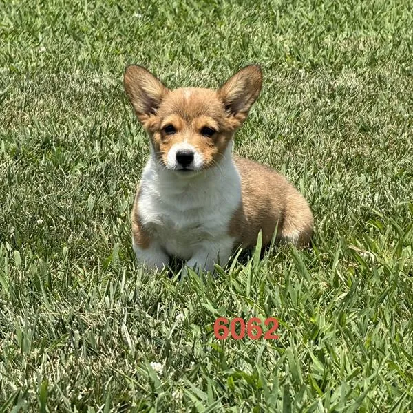 Male Pembroke Welsh Corgi puppy for sale at Puppy Dreams - Missouri City.