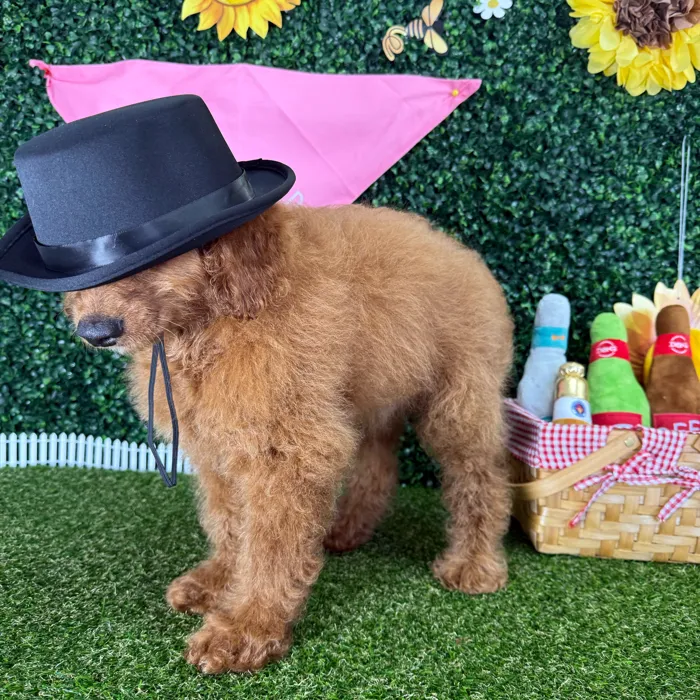 Male Goldendoodle puppy named Richard for sale at Puppy Dreams - Missouri City.