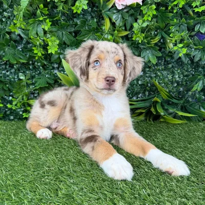 Male Mini Aussie puppy named Benedict for sale at Puppy Dreams - Katy.