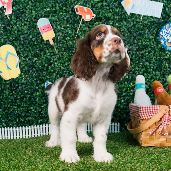 Female English Springer Spaniel puppy named Aurora for sale at Puppy Dreams - Missouri City.