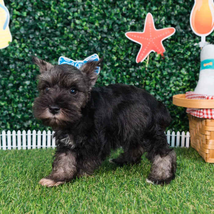 Male Mini Schnauzer puppy named Loki for sale at Puppy Dreams - Missouri City.