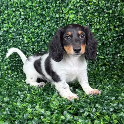 car_main_img_/media/ap_media/pets/IQWWRVBCJGLJ141457.webp.250x250_q85.webp