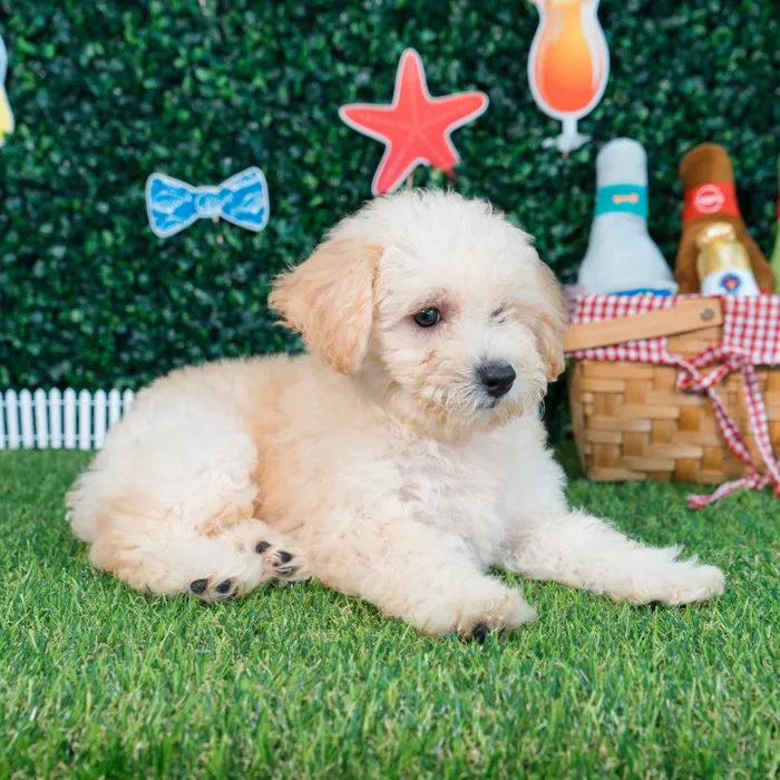 Female Bichon-Poodle puppy named Sugar for sale at Puppy Dreams - Missouri City.