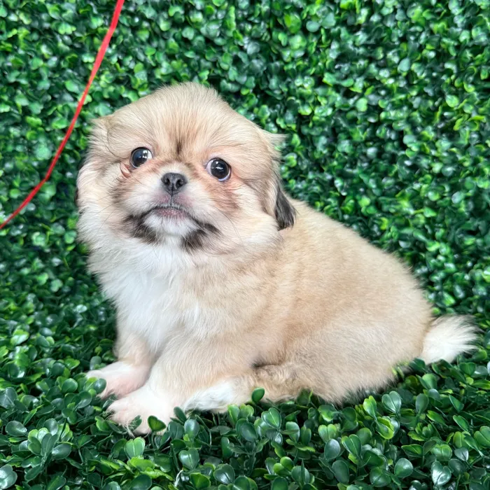 Male Pekingese puppy named Pork Chop for sale at Puppy Dreams - Missouri City.