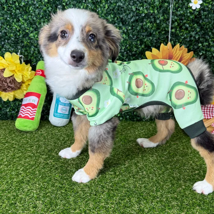 Male Miniature American Shepherd puppy named Ranger for sale at Puppy Dreams - Missouri City.