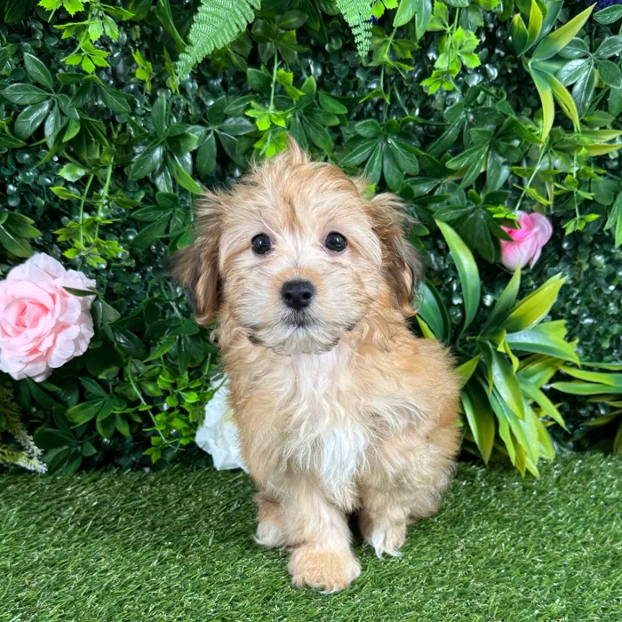Male Havanese puppy named Mateo for sale at Puppy Dreams - Katy.