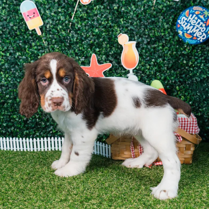 Female English Springer Spaniel puppy named Aurora for sale at Puppy Dreams - Missouri City.