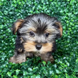 car_main_img_/media/ap_media/pets/JGWRGDNFPUDL145171.webp.250x250_q85.webp