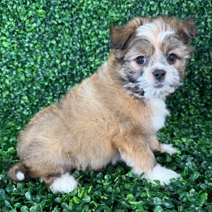 Male Teddy-Pom puppy named Pip for sale at Puppy Dreams - Missouri City.