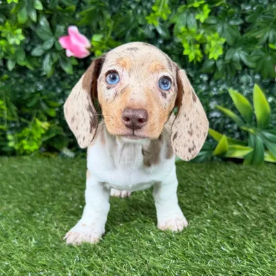 Female Dachshund puppy named Daphne for sale at Puppy Dreams - Katy.