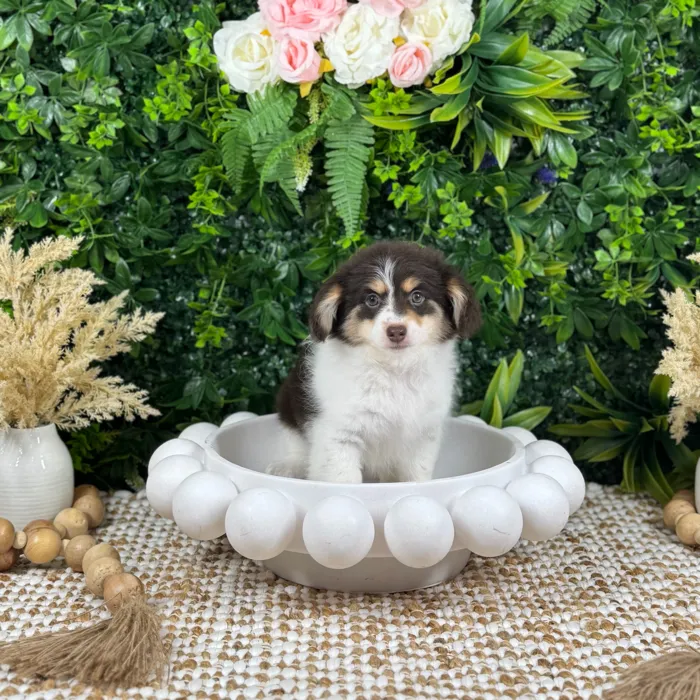 Female Damaranian puppy named Winnie for sale at Puppy Dreams - Katy.