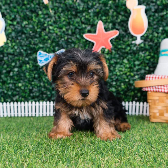 Male Yorkie puppy named Ace for sale at Puppy Dreams - Missouri City.