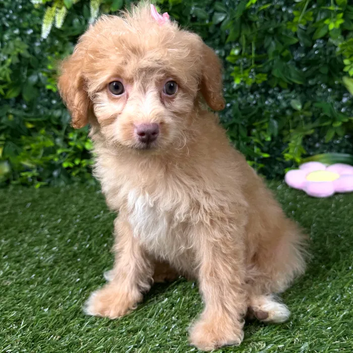 Female Havapoo puppy named Bali for sale at Puppy Dreams - Katy.