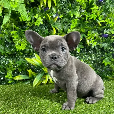 Male French Bulldog puppy named Ziggy for sale at Puppy Dreams - Katy.
