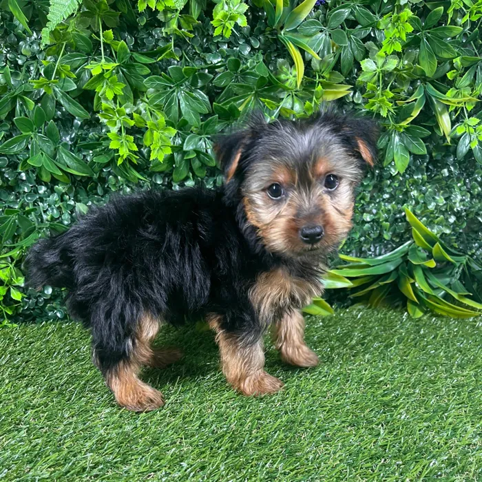 Male Morkie puppy named Comet for sale at Puppy Dreams - Katy.